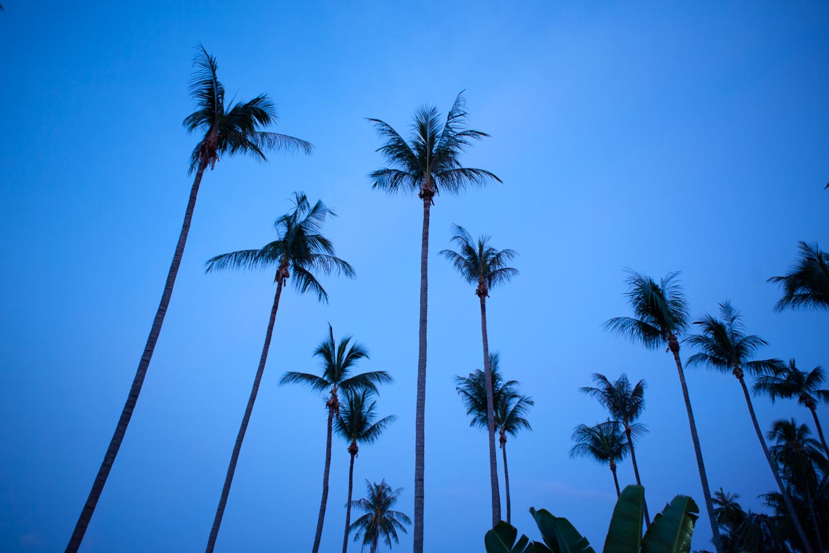 Coconut palm tree in Koh Samui