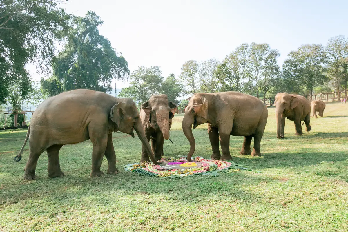 Chiang Mai Wedding destination